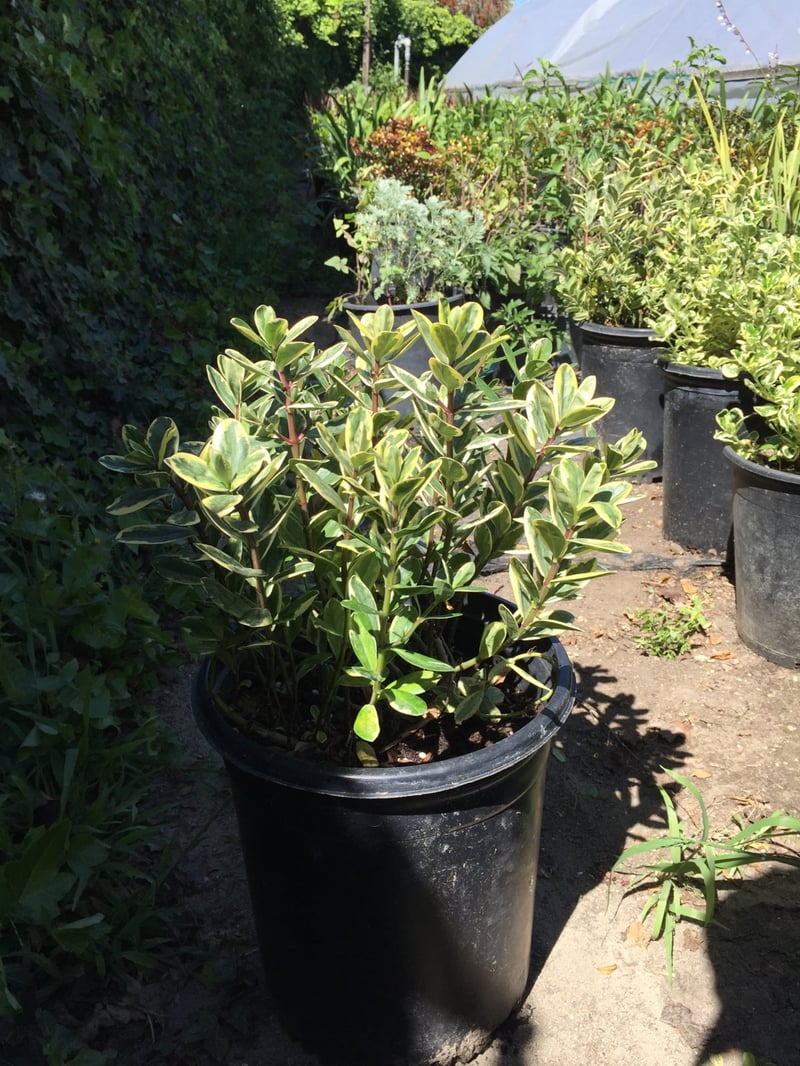 Photo for Hebe 'Variegata' (Variegated Hebe)