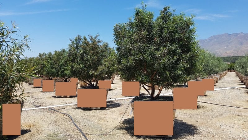 Photo for Rhus lancea (Low Branch) (African Sumac)