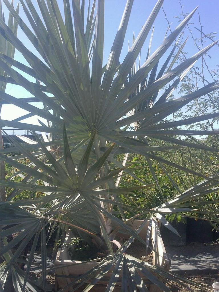Photo for Bismarckia nobilis (Bismarck Palm)
