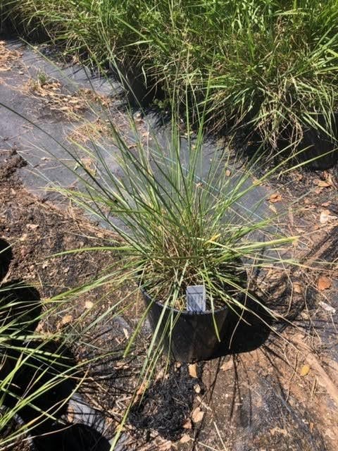 Photo for Muhlenbergia dubia (Pine Muhly)