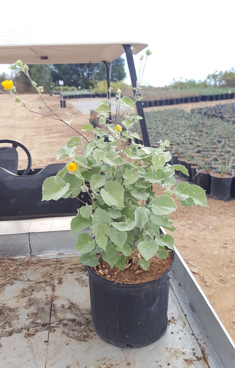 Photo for Abutilon palmeri (Indian Mallow)