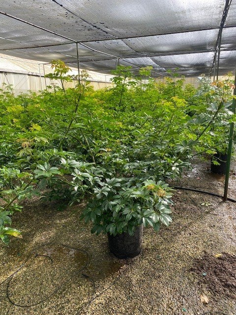Photo for Schefflera arboricola 'Compacta', (Compacta Dwarf Umbrella Plant)