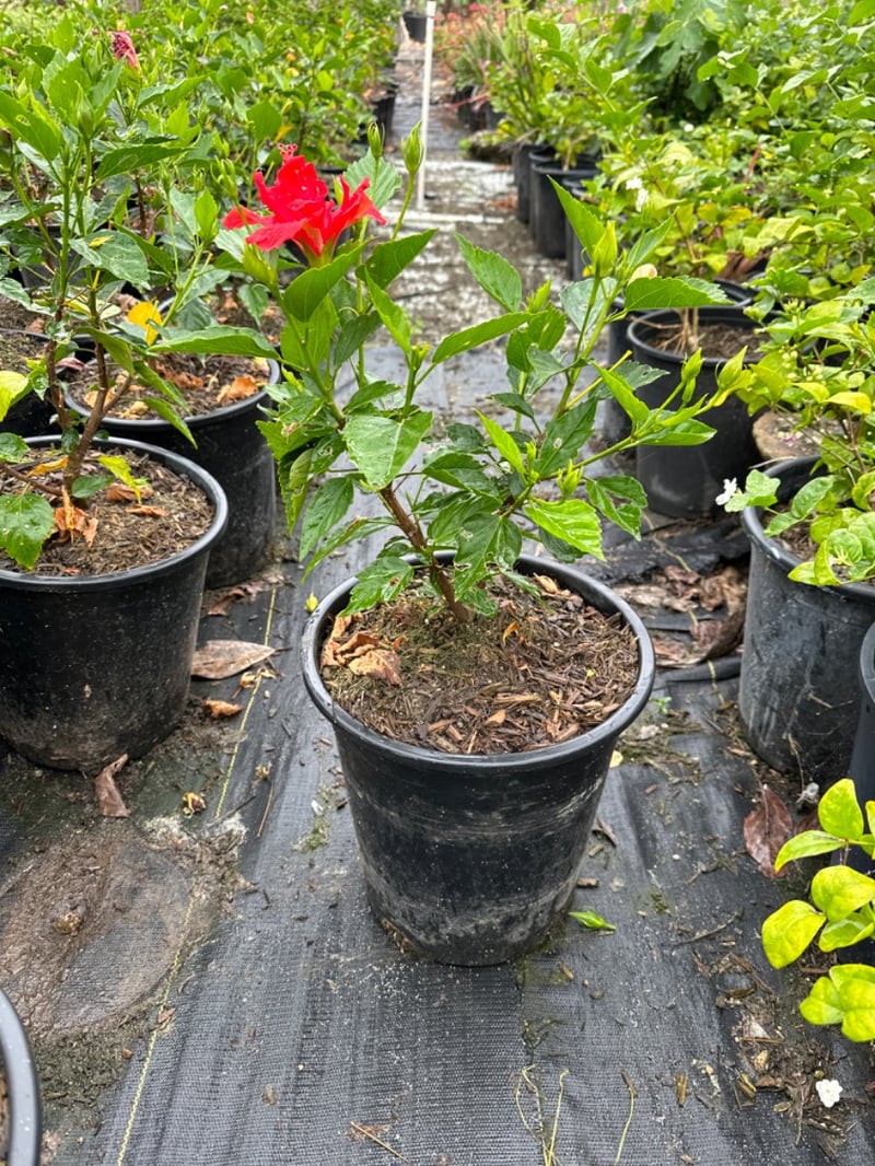 Photo for Hibiscus rosa-sinensis (Red) (Red Hibiscus)