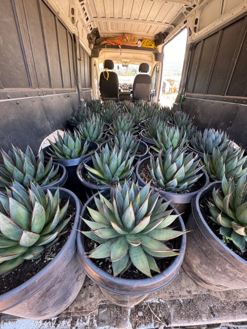 Photo for Agave 'Blue Glow' (Blue Glow Agave)