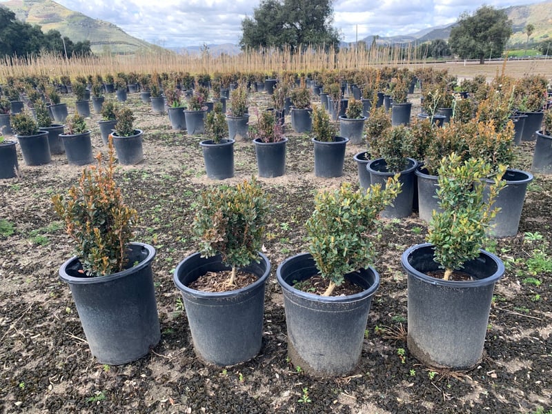Photo for Buxus microphylla japonica 'Green Beauty' (Japanese Boxwood 'Green Beauty')
