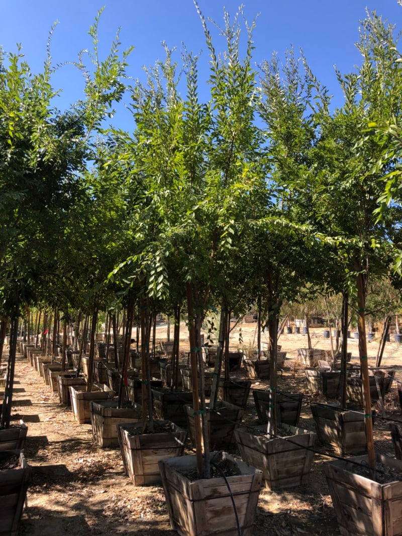 Photo for Ulmus parviflora (Chinese Elm)