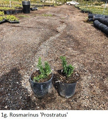 Photo for Rosmarinus officinalis 'Prostratus' (Trailing Rosemary)