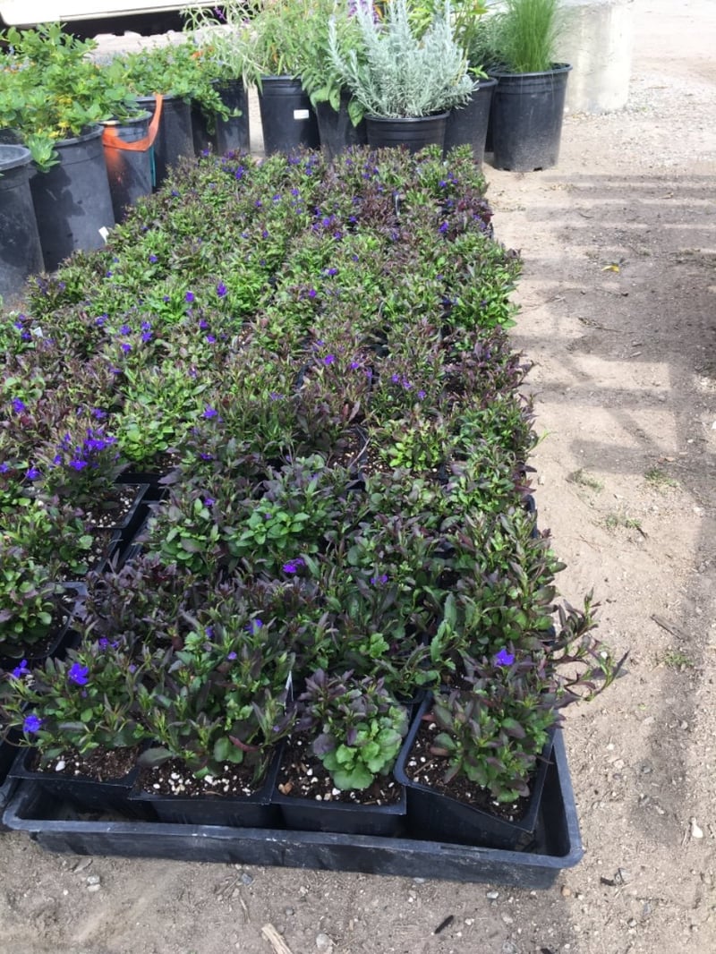 Photo for Lobelia erinus 'Blue' (Blue Lobelia)