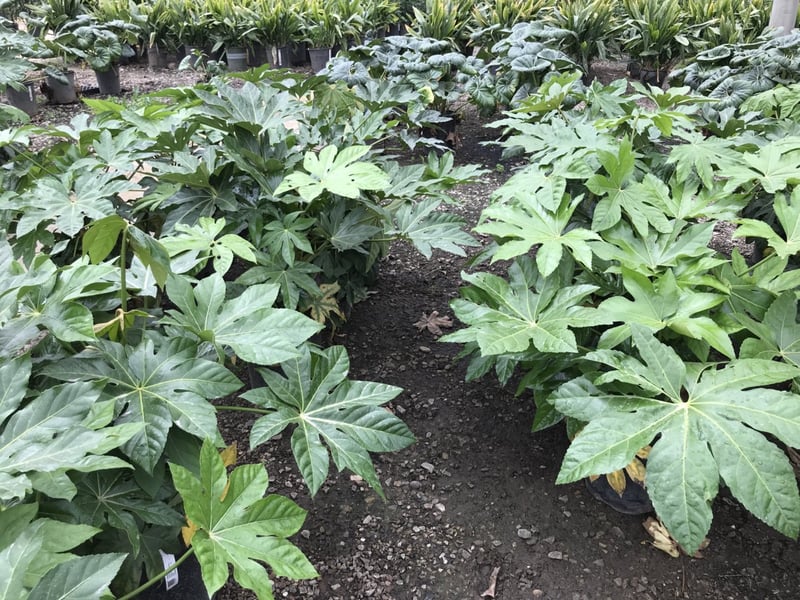 Photo for Fatsia japonica (Japanese Aralia, Paper Plant)