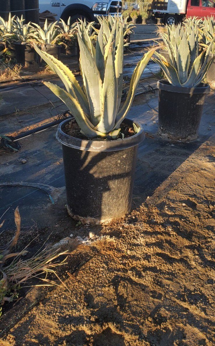 Photo for Agave americana var. marginata (Variegated Century Plant)