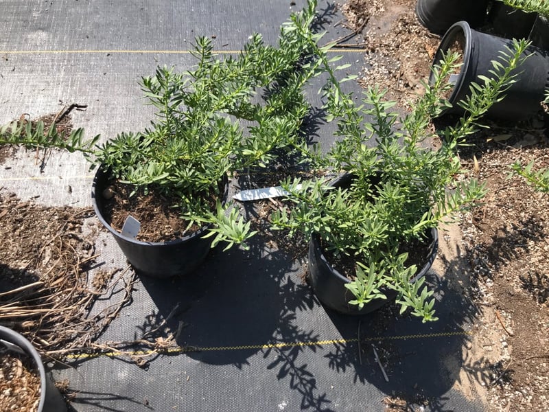 Photo for Myoporum parvifolium 'White' (M. p. 'Prostratum') (White Creeping Myoporum)