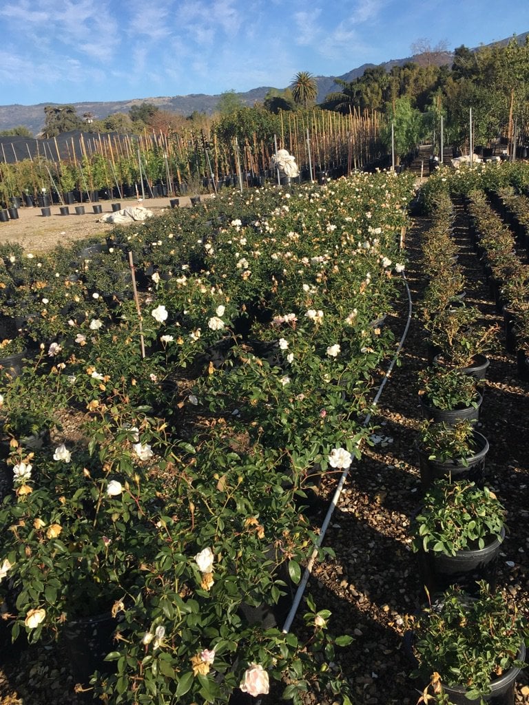 Photo for Rosa 'Iceberg' (White) (Iceberg Shrub Rose)