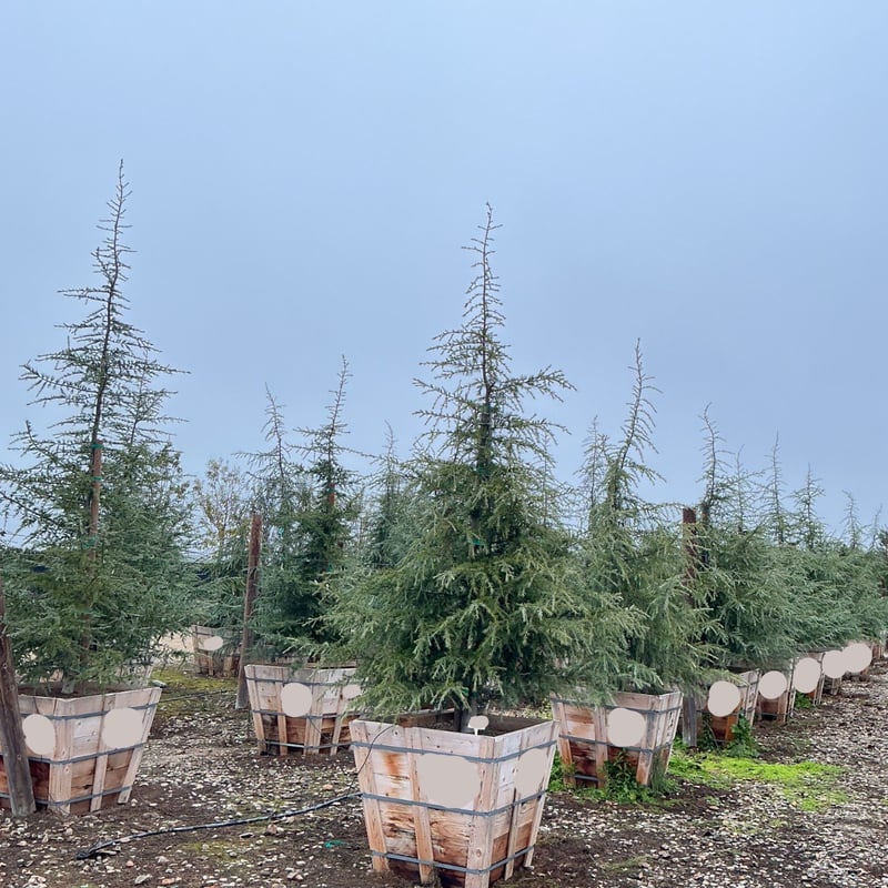 Photo for Cedrus deodara (Deodar Cedar)