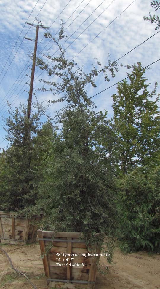 Photo for Quercus engelmannii (Mesa Oak, Engelmann Oak)