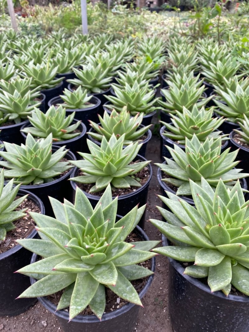 Photo for Echeveria agavoides (Carpet Echeveria)