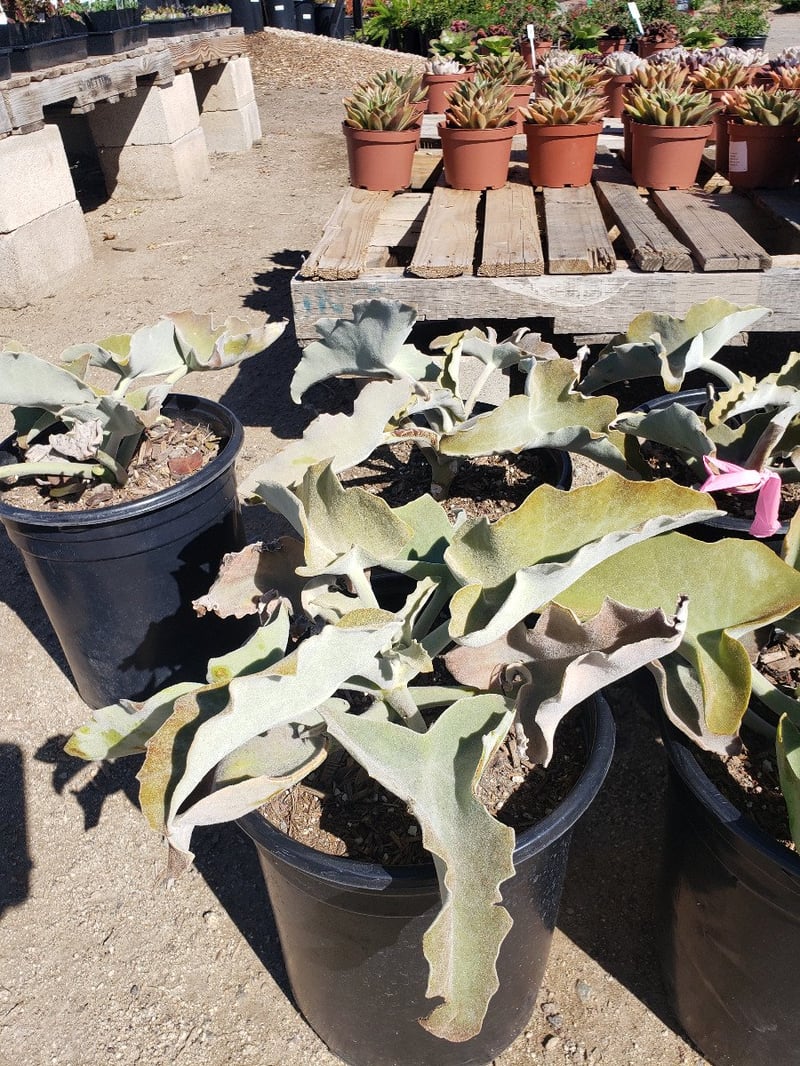 Photo for Kalanchoe bracteata (Silver Teaspoons)