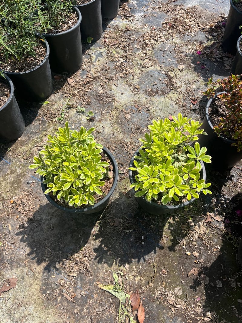 Photo for Pittosporum tobira 'Shima' (Cream De Mint Dwarf Mock Orange)