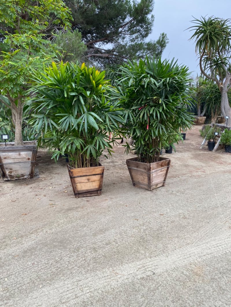 Photo for Rhapis humilis (Slender Lady Palm)