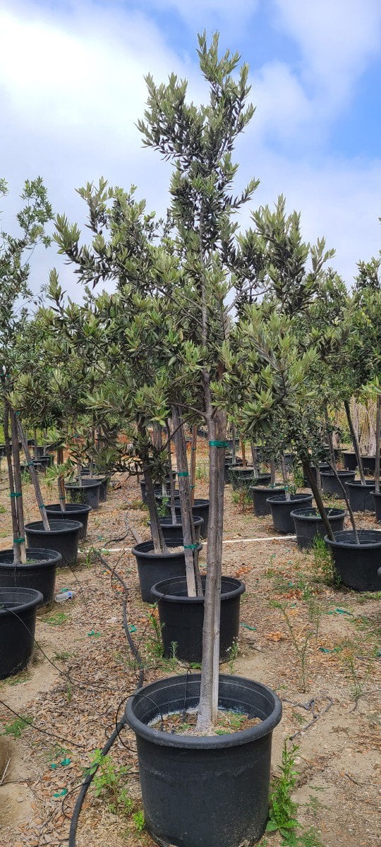 Photo for Quercus ilex (Holly Oak, Holm Oak)