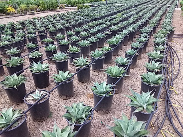 Photo for Agave ovatifolia (Whale's Tongue Agave)
