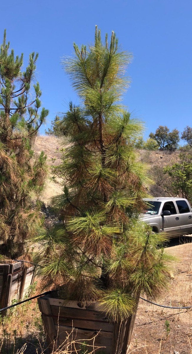 Photo for Pinus canariensis (Canary Island Pine)