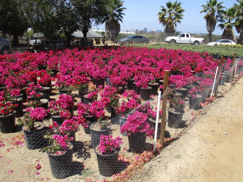 Photo for Bougainvillea ‘Temple Fire’ (Temple Fire Bougainvillea)