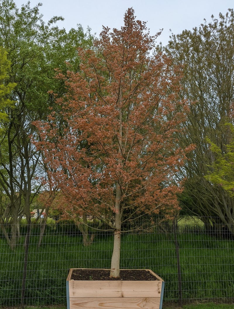 Photo for Acer palmatum (Japanese Maple)