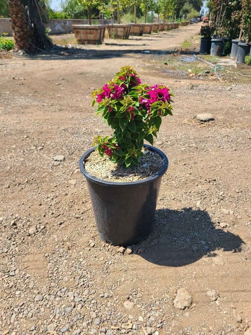 Photo for Bougainvillea 'Torch Glow' (Bougainvillea 'Torch Glow')