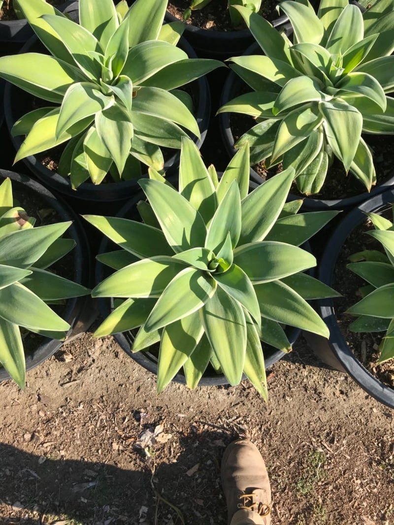 Photo for Agave attenuata 'Ray of Light' (Ray of Light Fox Tail Agave)