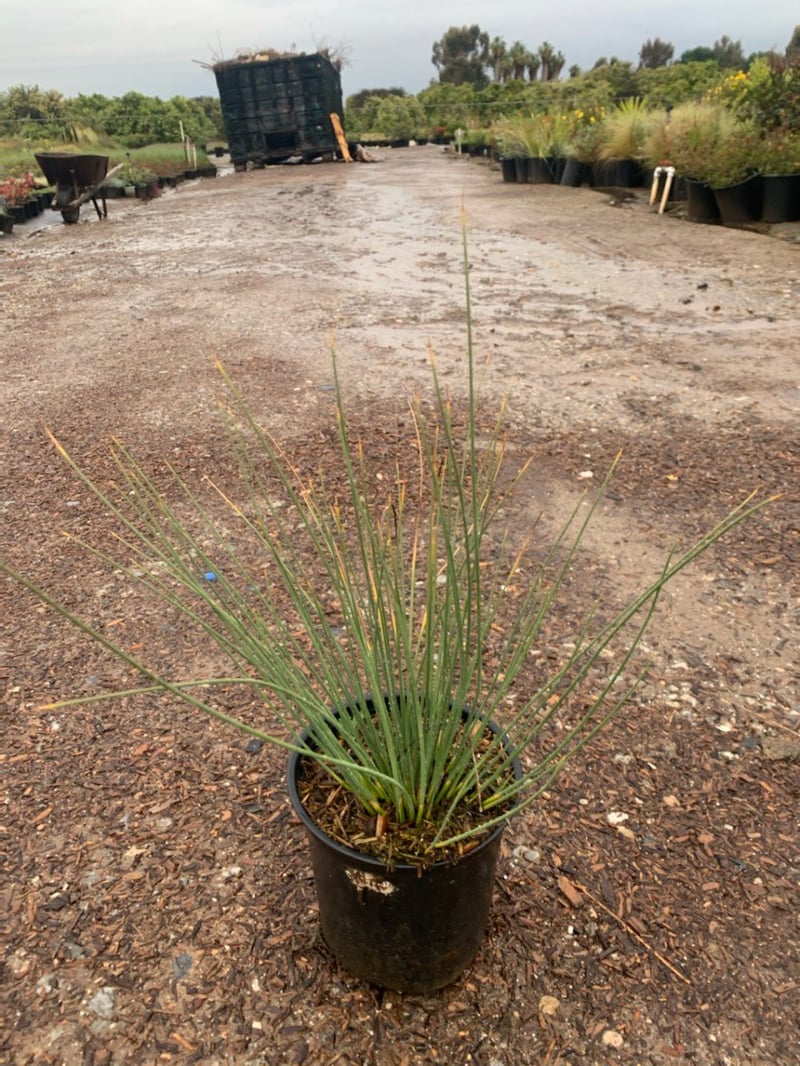 Photo for Juncus patens 'Elk Blue' (Elk Blue California Gray Rush)