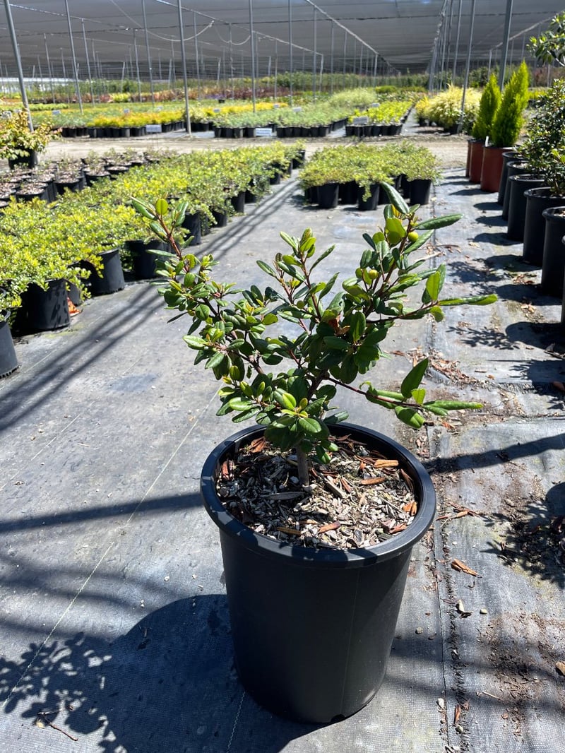 Photo for Frangula californica 'Leatherleaf' (Leatherleaf California Coffeeberry)