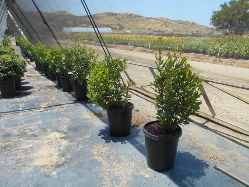 Photo for Laurus nobilis (Shrub) (Sweet Bay)