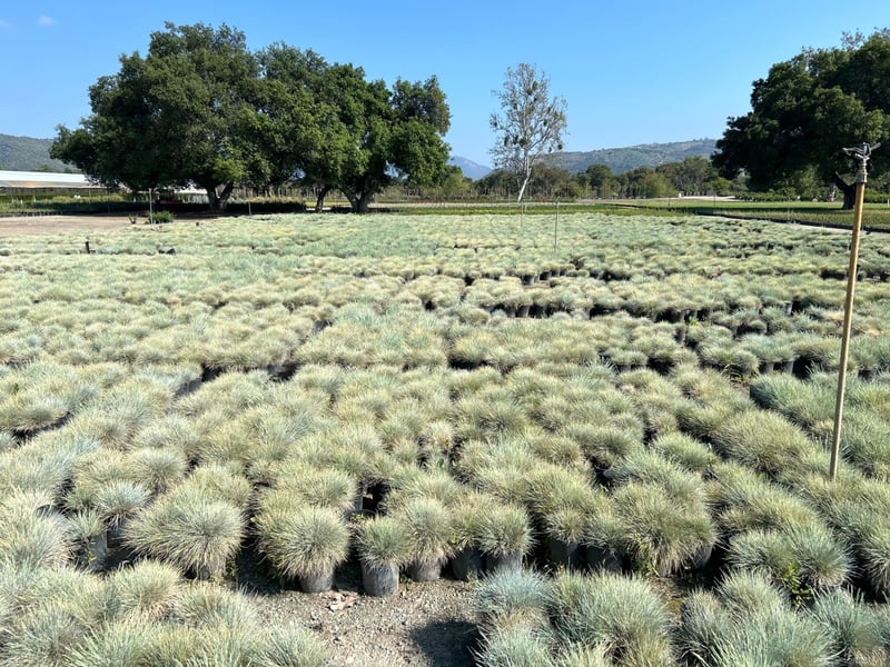 Photo for Festuca glauca (Blue Fescue)