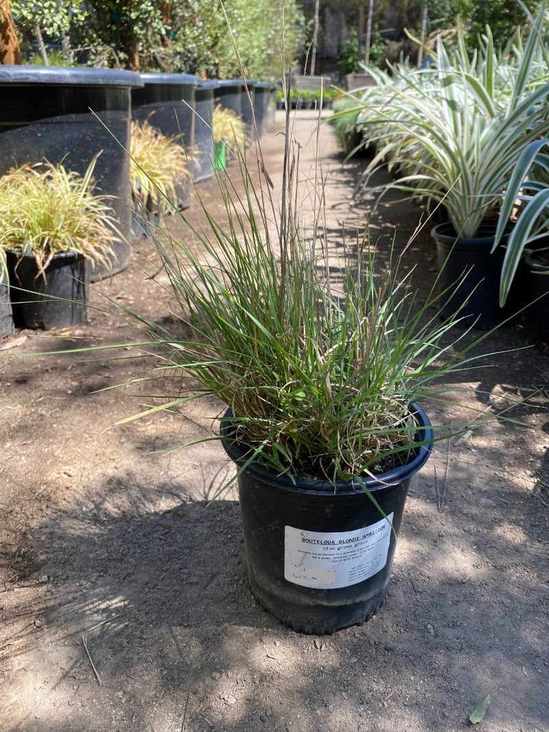 Photo for Bouteloua gracilis 'Blonde Ambition' (Blonde Ambition Blue Grama Grass)
