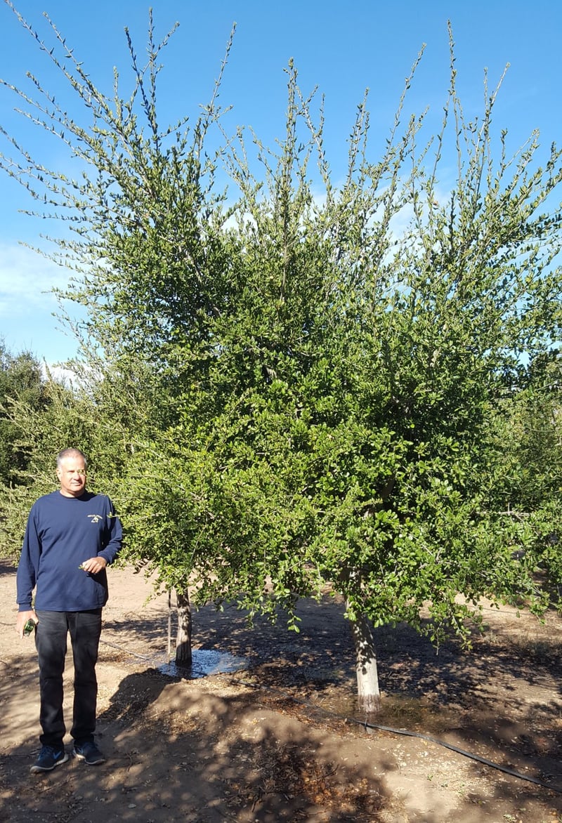 Photo for Quercus agrifolia (Multi) (Coast Live Oak)