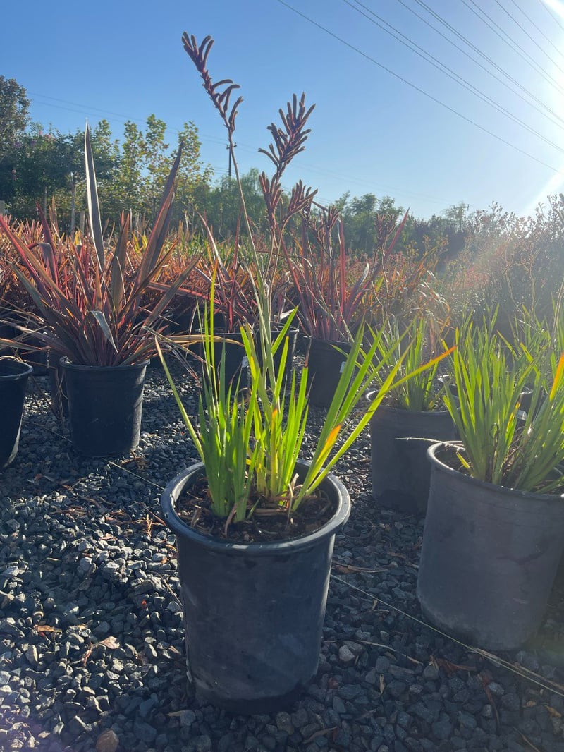 Photo for Anigozanthos 'Regal Velvet' (Regal Velvet Kangaroo Paw)