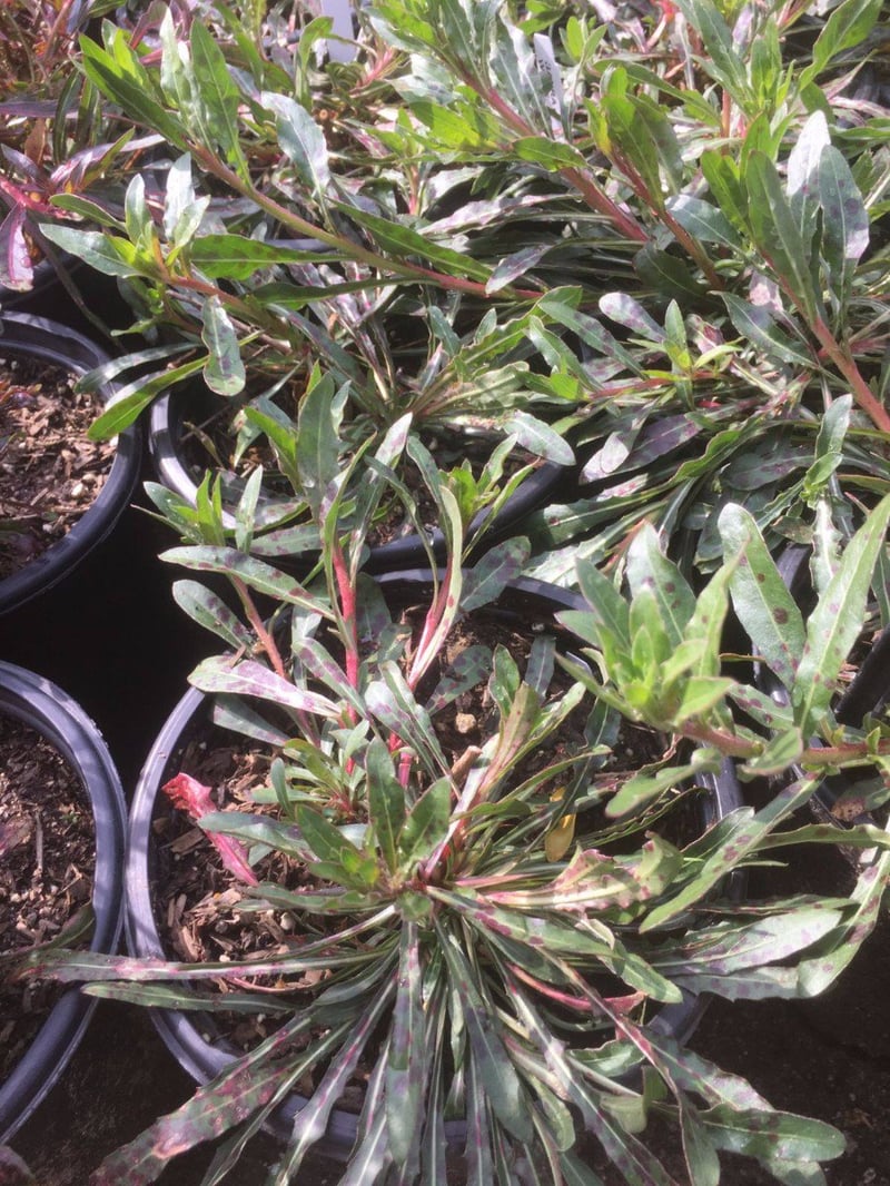 Photo for Gaura lindheimeri (White Gaura)