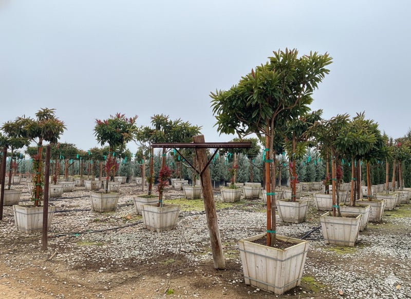 Photo for Eriobotrya deflexa 'Coppertone' (Standard) (Bronze Loquat)