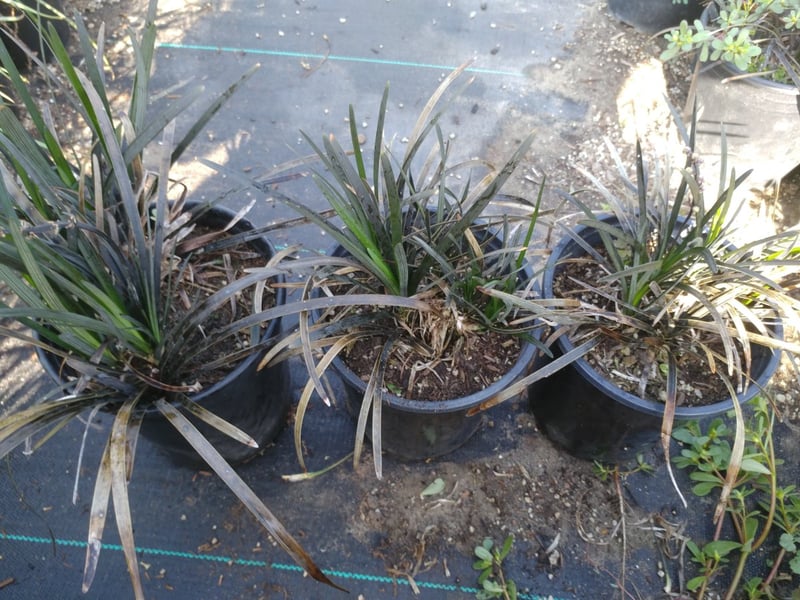Photo for Ophiopogon planiscapus (Black Mondo Grass)