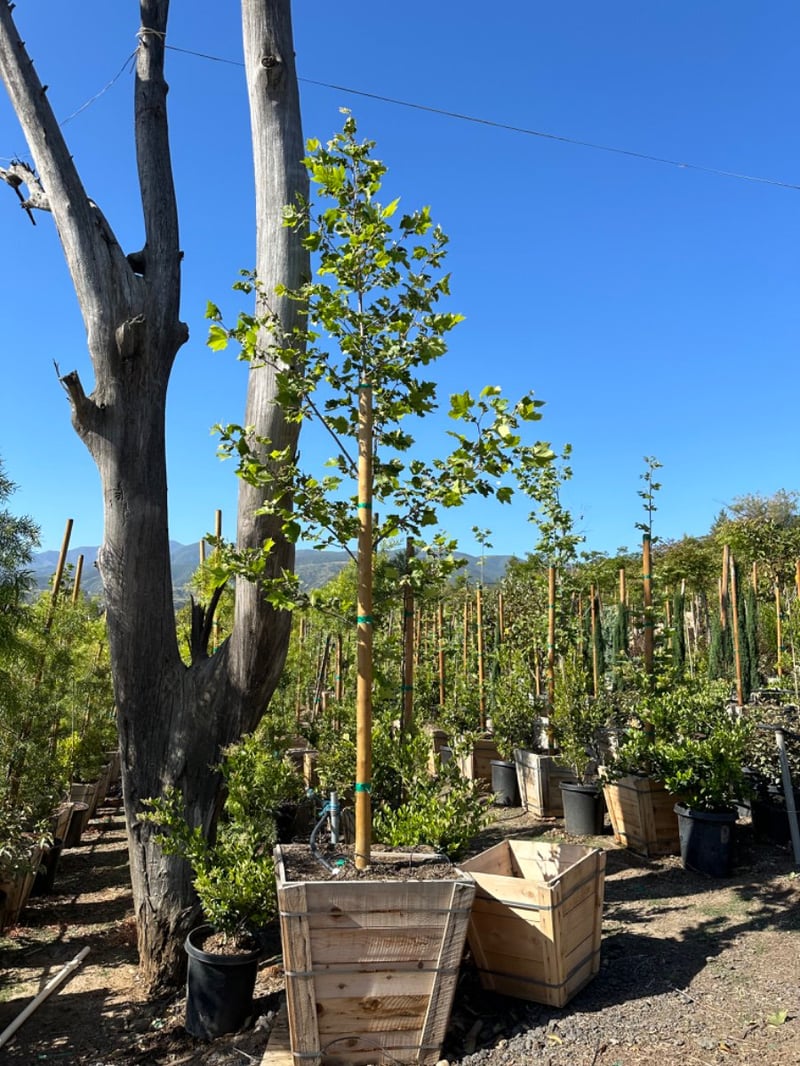 Photo for Platanus acerifolia 'Columbia' (London Plane Tree)