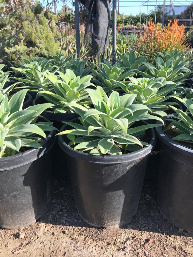 Photo for Agave attenuata 'Ray of Light' (Ray of Light Fox Tail Agave)
