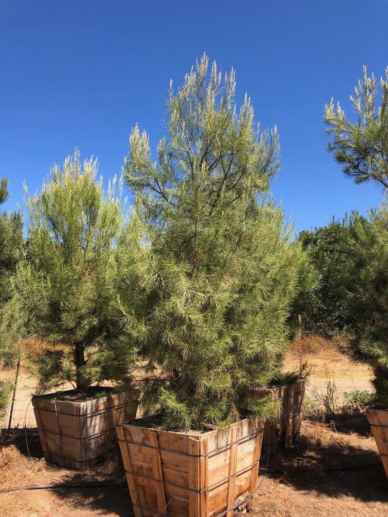 Photo for Pinus halepensis (Aleppo Pine)