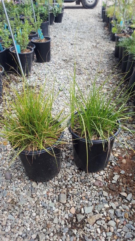 Photo for Carex praegracilis (California Field Sedge)