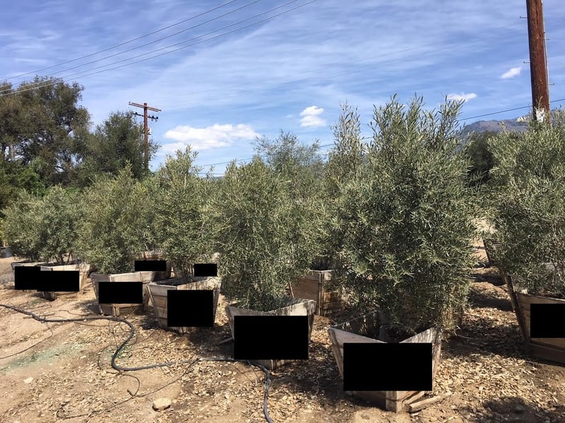 Photo for Olea europaea 'Fruitless' (Fruitless Olive)