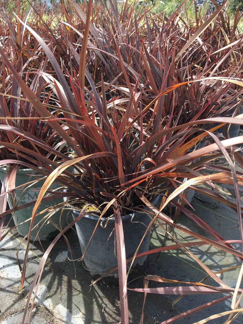 Photo for Phormium 'Amazing Red' (Amazing Red New Zealand flax)