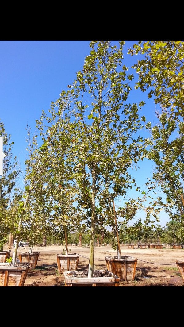 Photo for Platanus mexicana (Standard) (Mexican Sycamore)