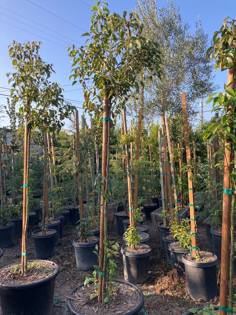 Photo for Cinnamomum camphora (Camphor Tree)