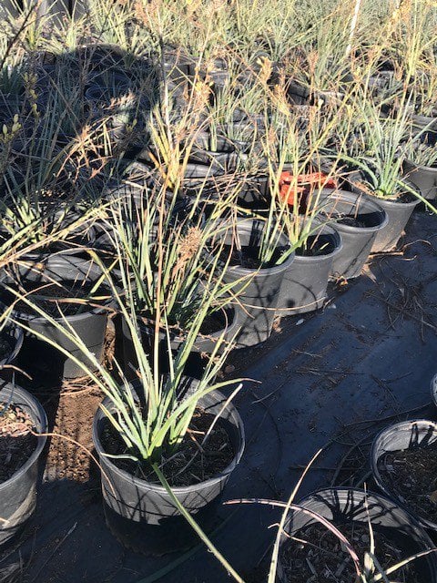 Photo for Hesperaloe parviflora 'Yellow' (Yellow Yucca, Texas Yellow Yucca)