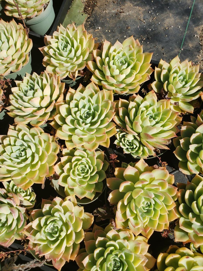 Photo for Echeveria (Mixed) (Assorted Echeveria)