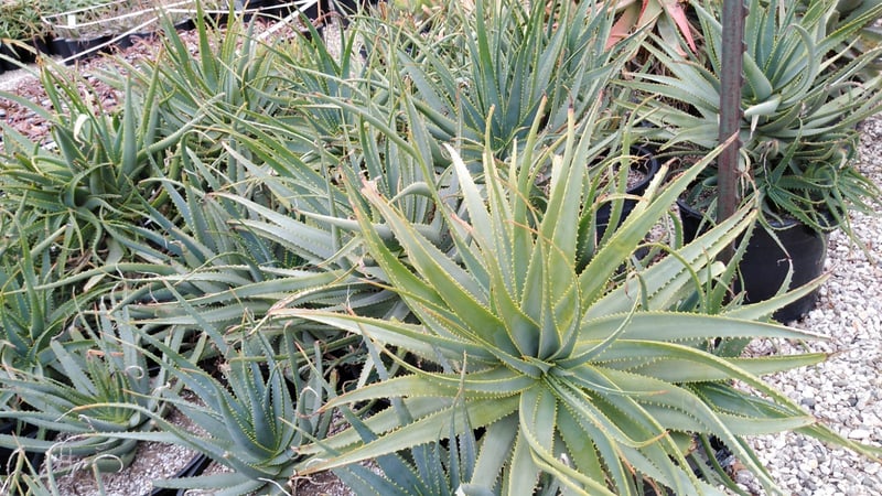 Photo for Aloe salm-dyckiana (Salm-Dyckiana Aloe)